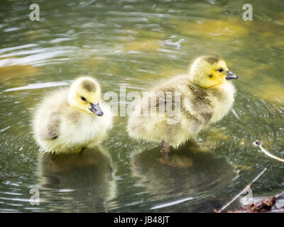 Newborn, day-old, Canada goose goslings wading in shallow water at Century Park in Edmonton, Alberta, Canada. Stock Photo