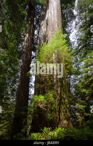 The 31 foot in diameter Boy Scout Tree in Jedediah Smith Redwoods State Park near Crescent City in Northern California. Stock Photo