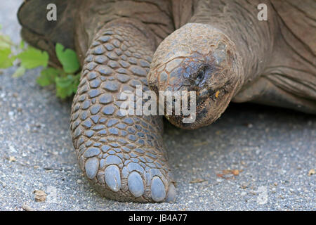 Giant Tortoise on Isabela Island in the Galapagos Stock Photo