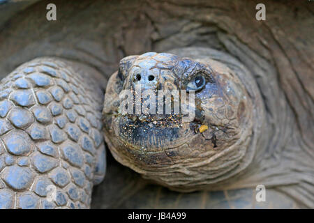 Giant Tortoise on Isabela Island in the Galapagos Stock Photo