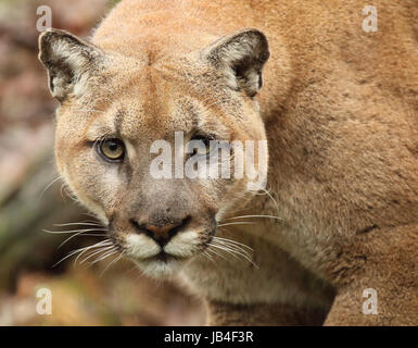 A large male Puma (also called Mountain Lion or Cougar) peering in with a deadly look. Stock Photo