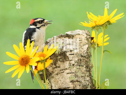 A Downy Woodpecker calling among yellow flowers. Stock Photo