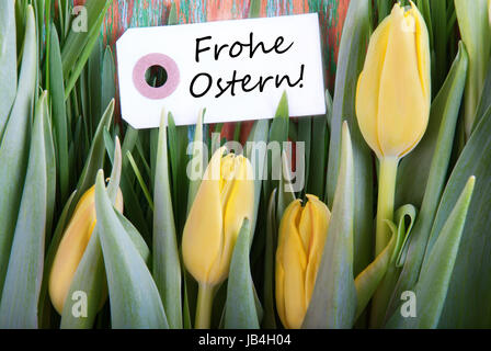 Label with the German Words Frohe Ostern which means Happy Easter and Tulips as Easter background Stock Photo