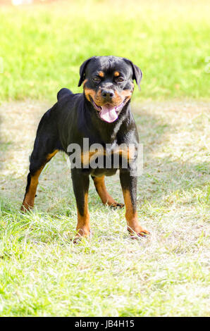 A healthy, robust and proudly looking Rottweiler dog with undocked tail ...