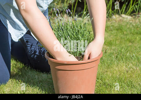 Closeup view of the teenage girl is planting lavender in the pot outdoors. Stock Photo