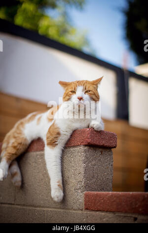Orange and white tabby cat lying on a concrete wall in a neighborhood with a comical expression and legs hanging down. Stock Photo