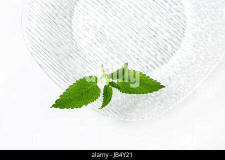 Fresh mint leaves on a glass plate Stock Photo