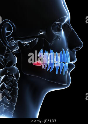3d rendered illustration of the wisdom teeth Stock Photo