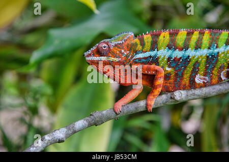 Colourful Panther chameleon (Furcifer pardalis), Andasibe, Madagascar Stock Photo