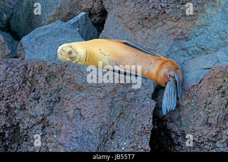 Galapagos sea Lion asleep on lava rocks in the Galapagos Stock Photo