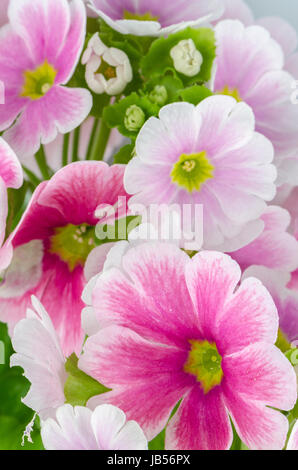 Closeup of pink primrose  on white background. Stock Photo