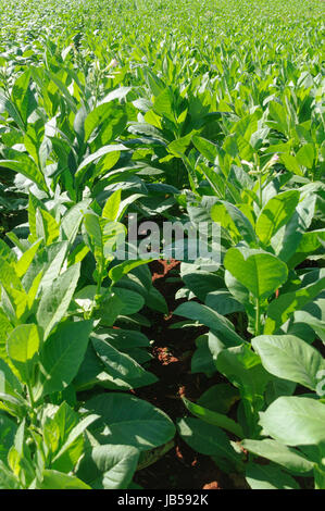 Tabakplantage im Vinales Tal, Kuba. Stock Photo