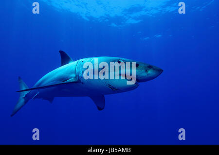 great white shark in deep blue water Stock Photo