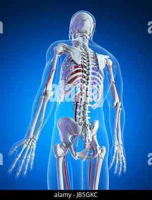 3d rendered illustration - vascular system Stock Photo