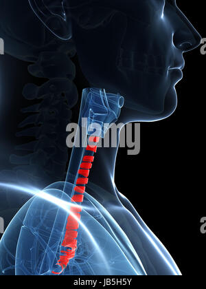 3d rendered illustration of the tracheal rings Stock Photo