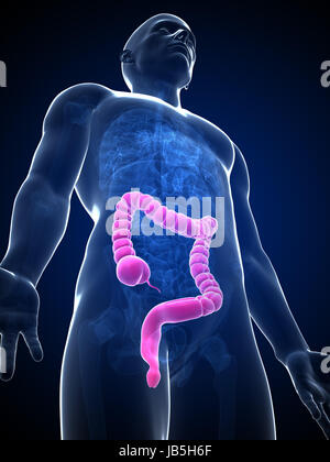 3d rendered illustration of the male colon Stock Photo