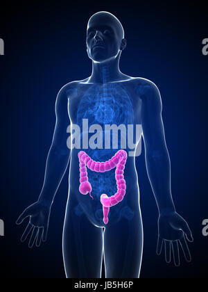 3d rendered illustration of the male colon Stock Photo