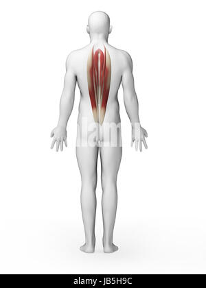 3d rendered illustration of the back muscles Stock Photo - Alamy