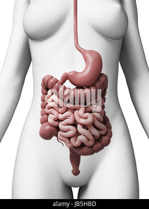 3d rendered illustration of the female digestive system Stock Photo