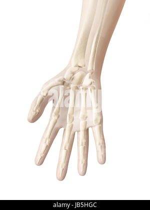 bones of the hand and fingers Stock Photo