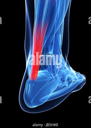 3d rendered illustration of the achilles tendon Stock Photo