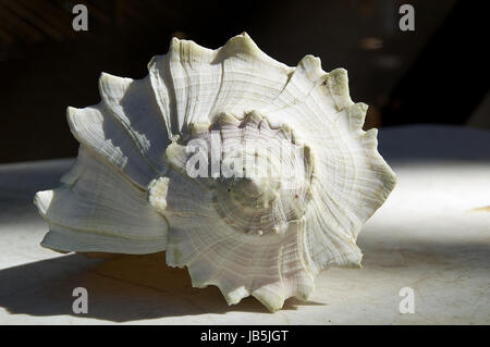 Front view of a large weathered conch shell on old white table outdoors. Stock Photo