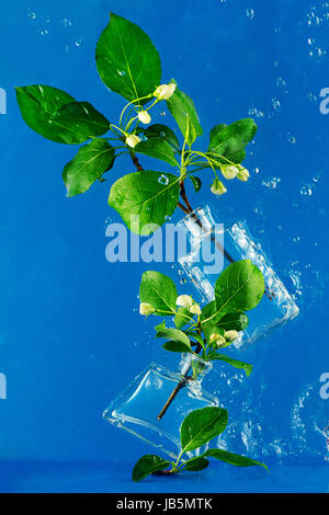 Two fvases with spring flowers of bird cherry and apple tree in water splash floating on a blue background Stock Photo