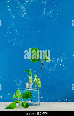 Spring flowers of bird cherry and apple tree in water splash on a blue background Stock Photo