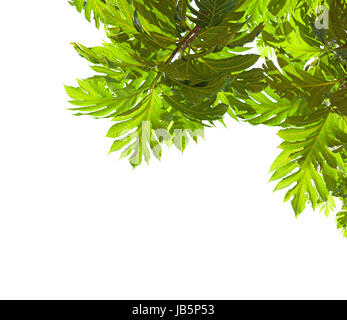 tropical  tree branch with big leaves   isolated on white background. Breadfruit tree.view from below Stock Photo