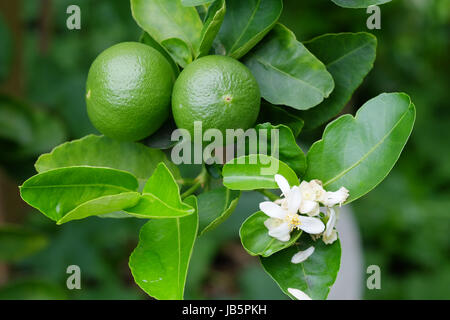 Lime tree with fruits closeup select focus. Raw materials of food Thailand. Stock Photo