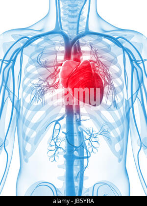 3d rendered illustration of the human vascular system Stock Photo