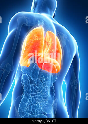 3d rendered illustration of the male lung Stock Photo