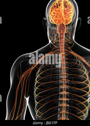 3d rendered illustration of the male nervous system Stock Photo