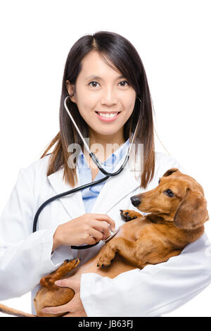 Female veterinarian holding dachshund dog Stock Photo