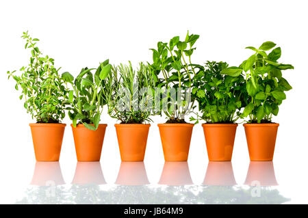 Different Culinary Herbs Growing in Pottery Pots on White Background. Oregano, Sage, Rosemary, mint, Parsley and Basil, each in separate Pot Stock Photo