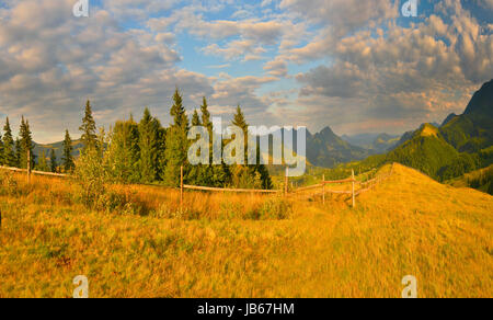 Landscape of summer mountains with conifer forest.