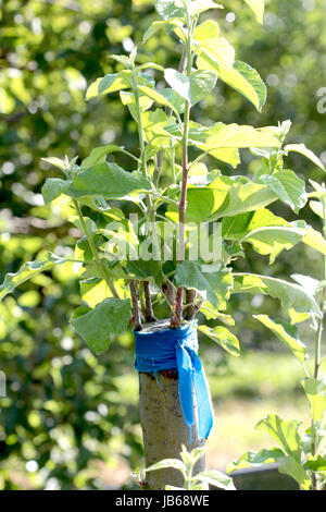 Fresh cleft graft on a apple fruit tree Stock Photo