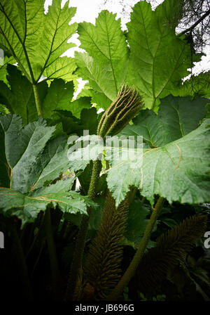Gunnera manicata Chilean Giant rhubarb Stock Photo