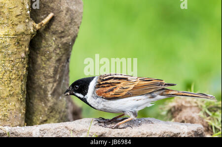 Reed Bunting, Small bird the reed bunting picking up some spare seed on the ground Stock Photo