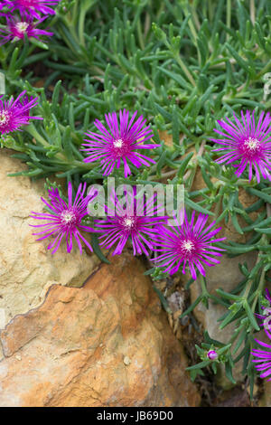 Delosperma cooperi. Stock Photo