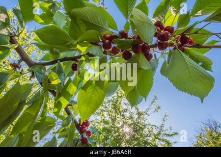 Cherry tree branch with red shiny ripe cherries in sunshine. Unfocused blue sky and green garden backgrounds. Stock Photo