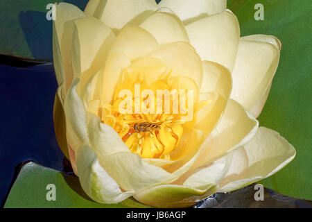 The open flower of Cream coloured water lily, with hoverfly in the centre, floating on a pond. Stock Photo