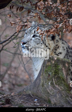 Close up side profile portrait of snow leopard (or ounce, Panthera uncia) young female in ambush, looking away from camera, low angle view Stock Photo