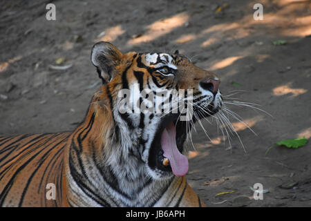 Close up side profile portrait of Sumatran tiger (Panthera tigris sumatrae) yawning Stock Photo