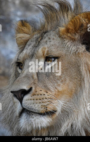 Extreme close up side profile portrait of young cute male African lion with beautiful mane, looking away aside of camera, low angle view Stock Photo