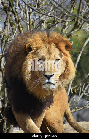 Close up portrait of cute male African lion with beautiful mane, walking alerted and looking at camera, low angle view Stock Photo
