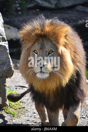 Close up portrait of cute male African lion with beautiful mane, walking alerted and looking at camera, low angle view Stock Photo