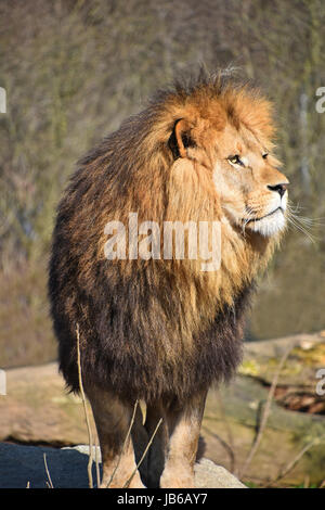 Close up portrait of cute male African lion with beautiful mane, looking away aside of at camera, low angle view Stock Photo