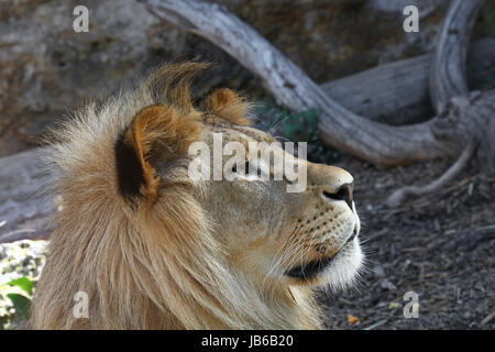 Close up side profile portrait of young cute male African lion with beautiful mane, looking away, low angle view Stock Photo