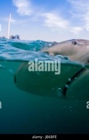 Researchers tagging a sandbar shark (Carcharhinus plumbeus) in the Mediterranean Sea. In recent years this shark has become more common in the Mediterranean especially near power plant hot water outlets. Photographed in March off the Hadera shore, Israel. Stock Photo